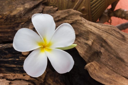 White flower plumeria with dry stump