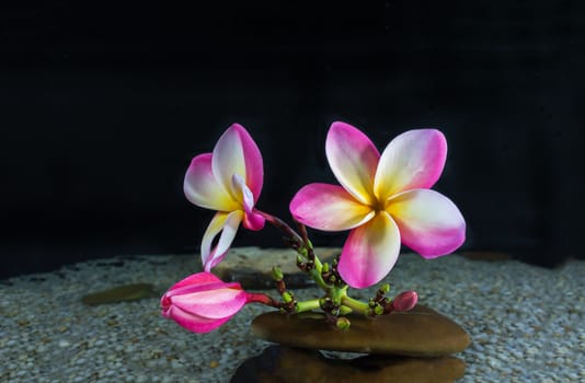 Flower pink plumeria or frangipani on pebble and water on black background