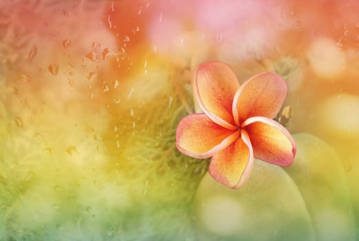 Plumeria or frangipani flower with abstract blurred background rain drop on glass mirror in fresh colourful summer orange pink and green bokeh
