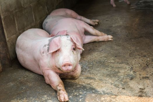 Pig farm, Big pigs lay down in hoven  