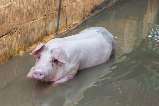 Single big pig playing in water in farm hovel