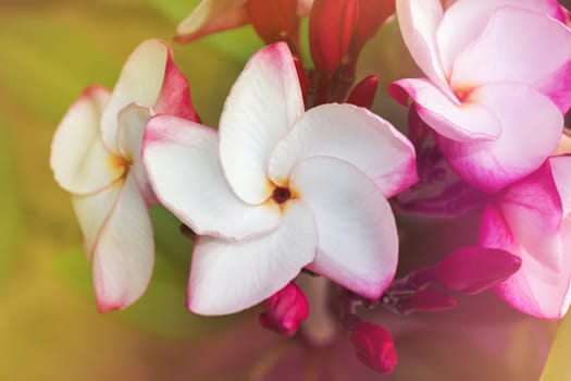 Touching spring blossom with frangipani white pink flower bunch on fresh cheerful mood