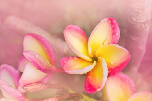 Sweet and romantic dreamy colour bunch of pink  frangrant flowers plumeria or frangipani 