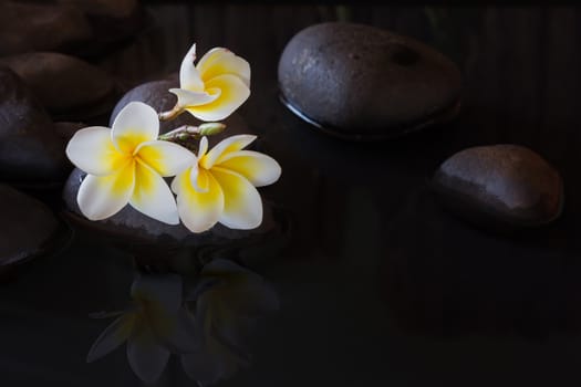 Flower yellow white plumeria or frangipani on pebble and water with peaceful mediatation or spa relax feeling and copy space