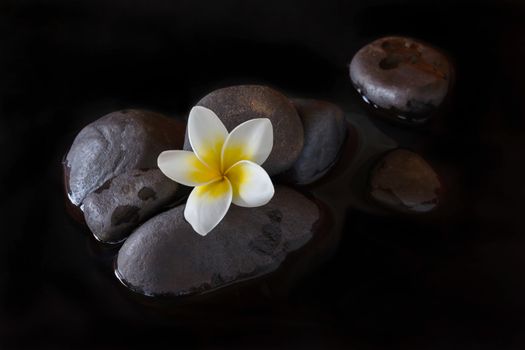 Flower yellow white plumeria or frangipani on pebble and water with peaceful mediatation or spa relax feeling and copy space