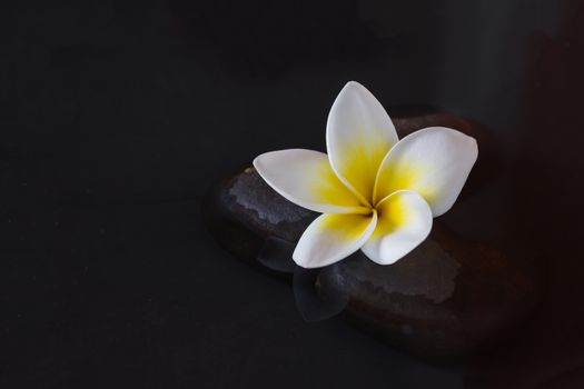 Single flower yellow white plumeria or frangipani on pebble and water with peaceful mediatation or spa relax feeling and copy space