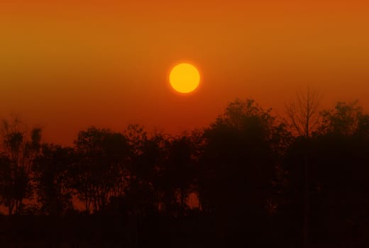 Nature meditaion background sunset in twilight colour and row of tree bush black shadow 