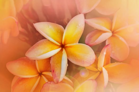 Romantic soft mood colour frangipani yellow pink pastel flower