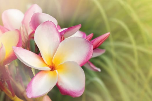 Beautiful sweet pink flower plumeria bunch on natural green dreamy background