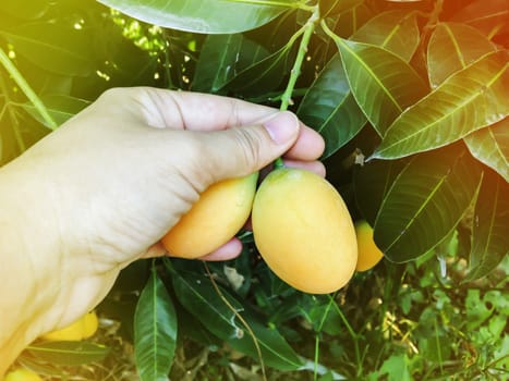 Hand pick mango plum  fruit from tree in tropical garden 