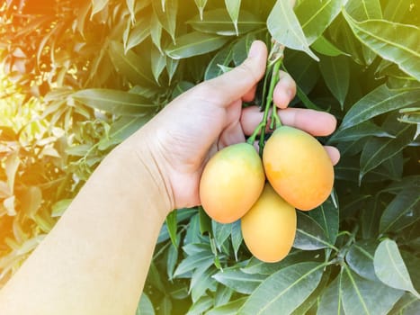 Hand pick mango plum fruit from tree in tropical garden view