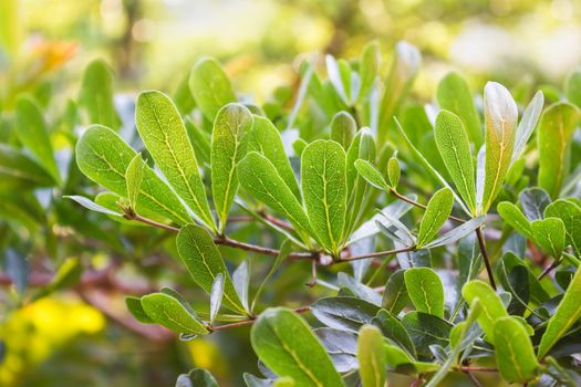 Close up tree bush for natural green bokeh background and morning light with happy mood