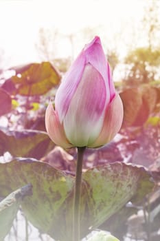 Beautiful pink bud lotus flower in natural pond and happy morning feeling with copy space