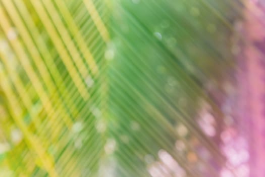 Colourful abstract summer background coconut leaf with bokeh and copy space