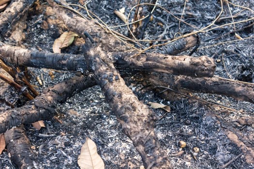 Firewood in bonfire, burnt tree background