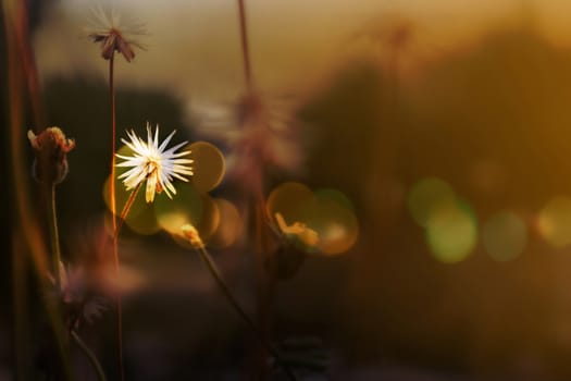 Beautiful white grass flower in soft mood among sun set light with colourful bokeh for romantic picture background