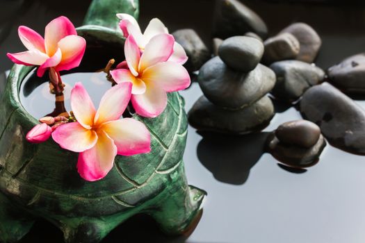 Beautiful flower plumeria or frangipani on water and pebble rock for spa meditation mood