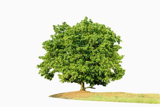 Isolated big santol tree on white background with clipping path 