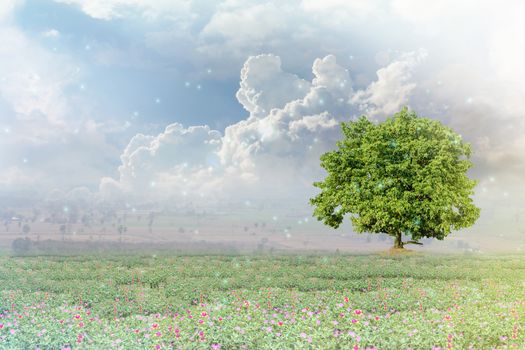 Big santol tree on flowers field and sky background with happy morning sunlight and lensflare with copy space