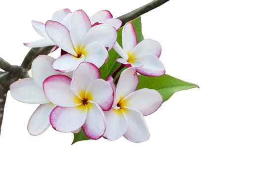 Isolated sweet and romantic dreamy colour bunch of pink  frangrant flowers plumeria or frangipani on white background