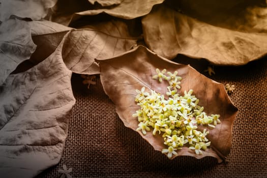 Lovely little flowers on dry leaf for brown nature background