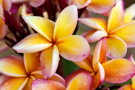 Beautiful yellow orange and pink flower plumeria or frangipani bunch
