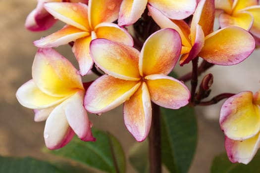 Beautiful yellow orange and pink flower plumeria or frangipani bunch