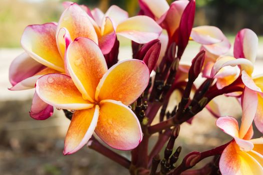 Beautiful yellow orange and pink flower plumeria or frangipani bunch