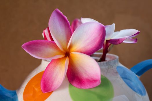 Lovely beautiful pink flower plumeria  bunch decorated in colourful dotted pattern tea pot with nature green background and happy morning light