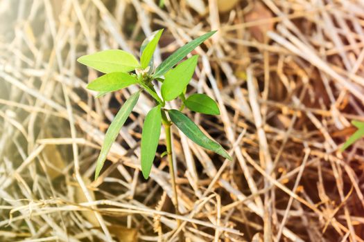 Fresh green grass sprout and morning light on dry background