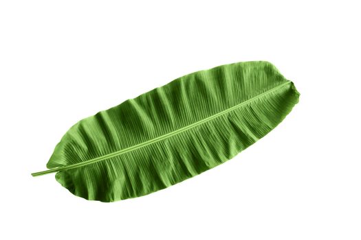 Isolated anana leaf, fresh natural green background 