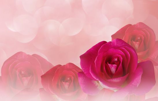 Romantic pink roses and water drop abstract pastel valentine background