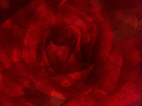 Romantic red rose with water drop on glass mirror plate for abstract valentine background