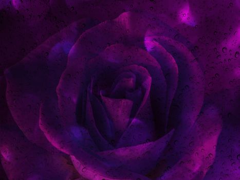 Romantic violet rose with water drop on glass mirror plate for abstract valentine background