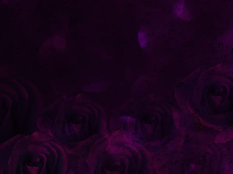 Romantic violet purple rose with water drop on glass mirror plate for abstract valentine background