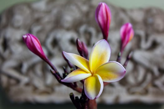 Beautiful flower plumeria or frangipani in Asia  boutique style background