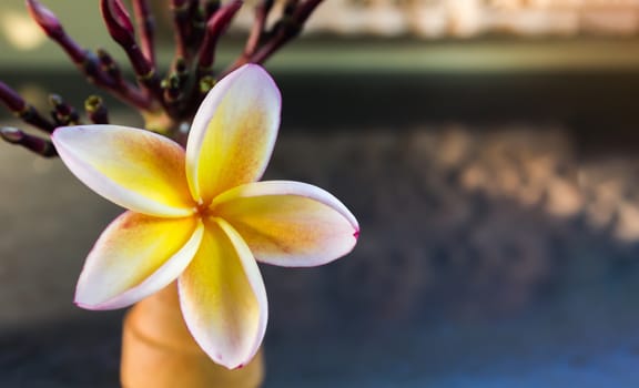 Lovely yellow flower frangipani in soft mood and relax