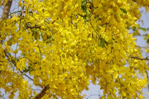 Cassia fistula bloom on tree in the garden