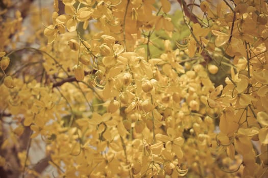 Cassia fistula or Golden shower bloom on tree in the garden Thailand