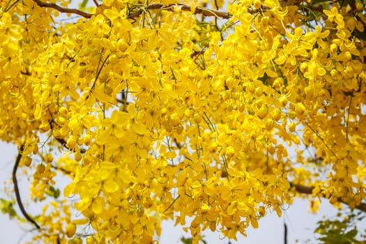 Cassia fistula or Golden shower bloom on tree in the garden Thailand