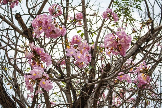 Pind tecoma, Pink trumpet tree, Rosy trumpet-tree