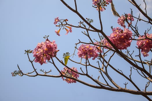 Pink trumpet tree flower blooming in valentine's day