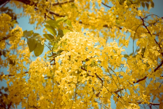 Cassia fistula bloom on tree in the garden