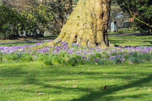 Diverse purple crocuses with tree in the middle of the spring in a meadow.