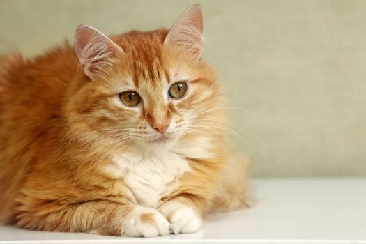Portrait of a young red-haired cats