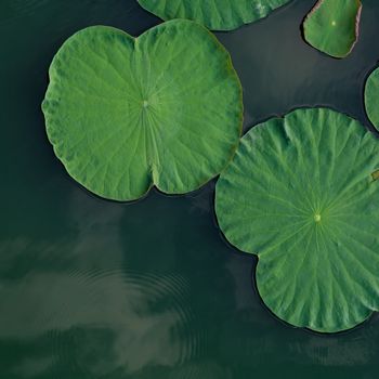 Peaceful and calm concept . Composition of Green lotus leaves in the lake .The details of lotus leaves over water.
