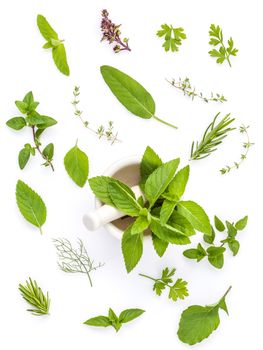 Various fresh herbs from the garden holy basil , basil flower ,rosemary,oregano, sage and thyme ,fennel ,peppermint and mustard leaves with white mortar isolated on white background.
