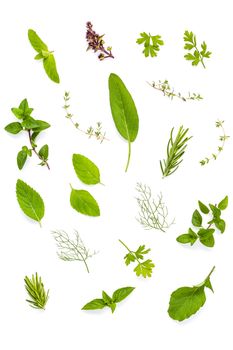 Various fresh herbs from the garden holy basil , basil flower ,rosemary,oregano, sage and thyme ,fennel ,peppermint and mustard leaves isolate on white background.