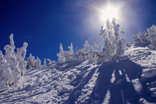 Snow covered trees, following a heavy snowfall, Mammoth Mountain, California, United States