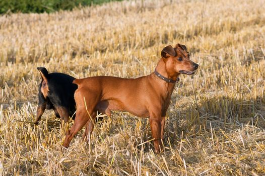 The German Pinscher dwarf the stubble hunt.